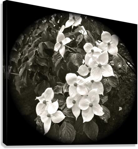 V61 Canvas Print