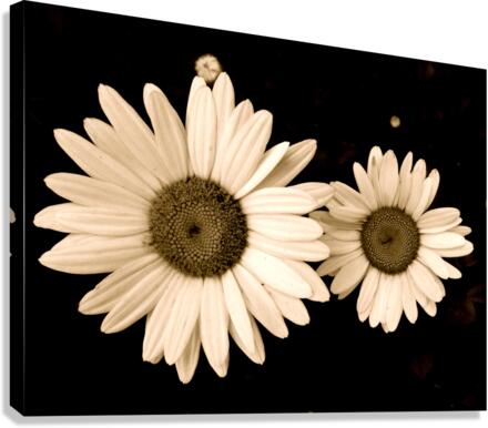 V62 Canvas Print