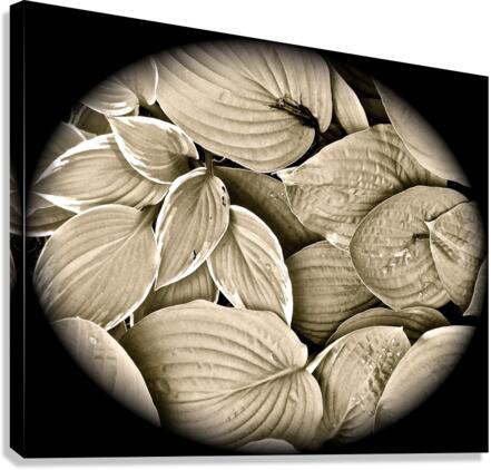 V63 Canvas Print