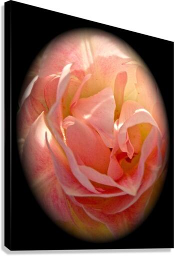 V65 Canvas Print