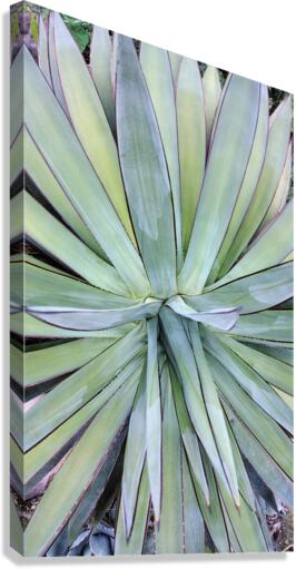 V68 Canvas Print
