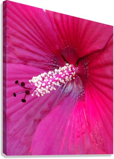 V69 Canvas Print