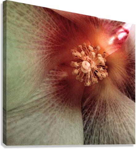 V70 Canvas Print