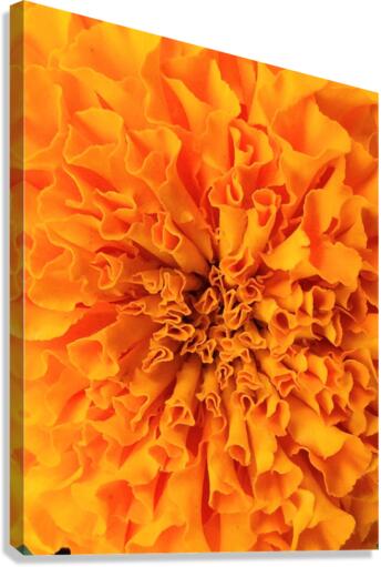 V71 Canvas Print