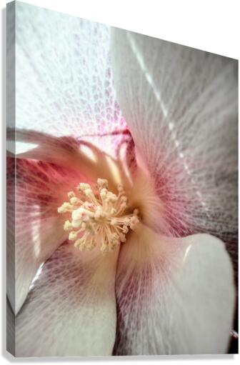 V72 Canvas Print