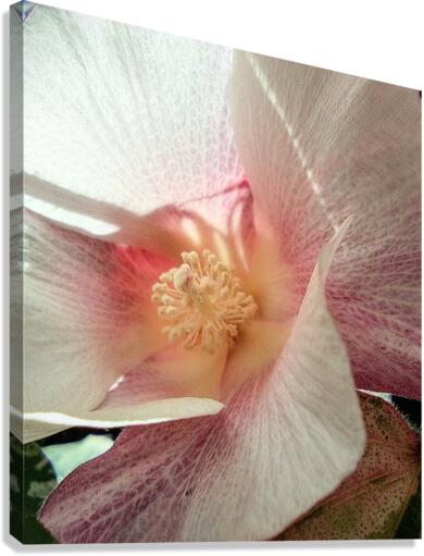 V75 Canvas Print