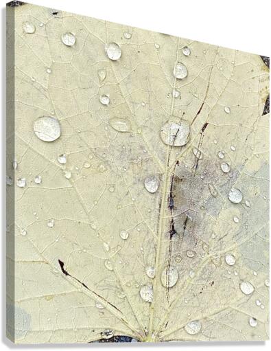 V88 Canvas Print