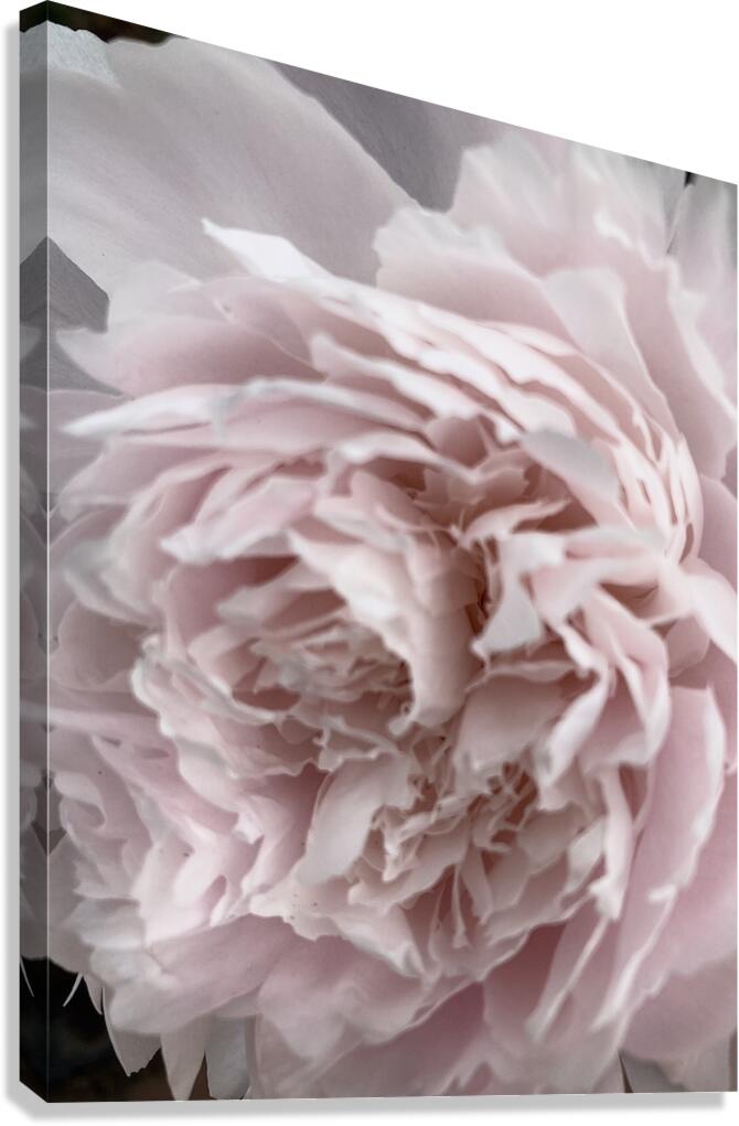 V90 Canvas Print