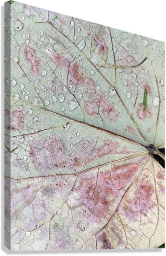 V93 Canvas Print