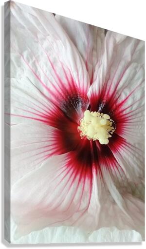 V96 Canvas Print