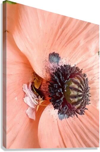 V97 Canvas Print