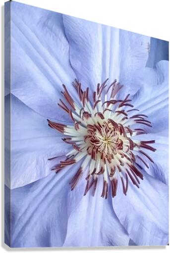 V119 Canvas Print
