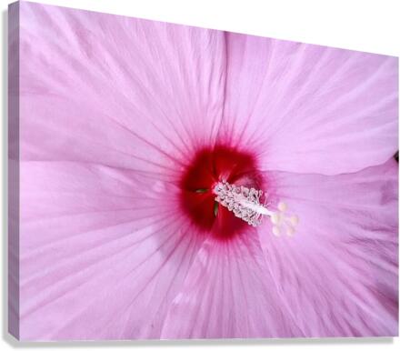 V120 Canvas Print