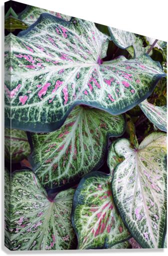 V122 Canvas Print