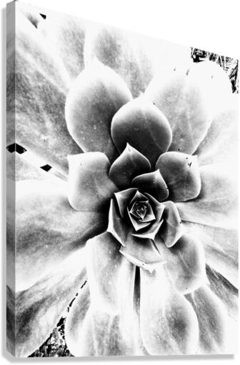V124 Canvas Print