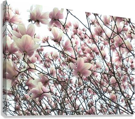 V127 Canvas Print