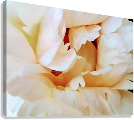 V129 Canvas Print