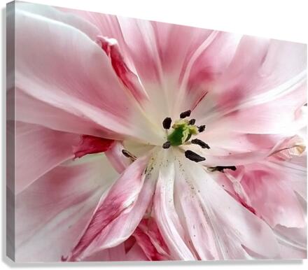 V132 Canvas Print