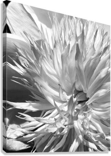 V133 Canvas Print