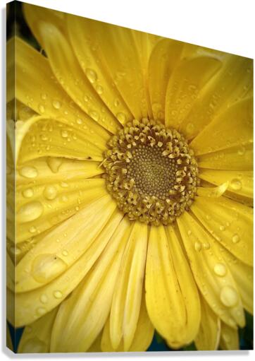 V137 Canvas Print