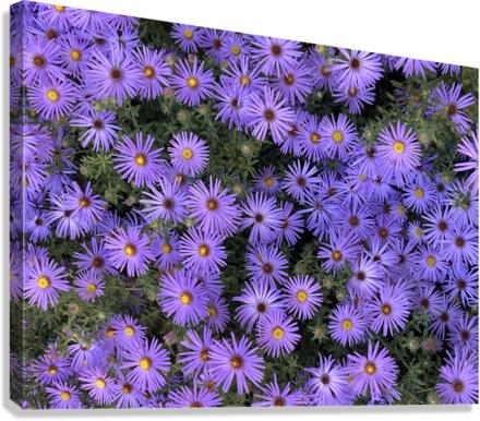 V140 Canvas Print