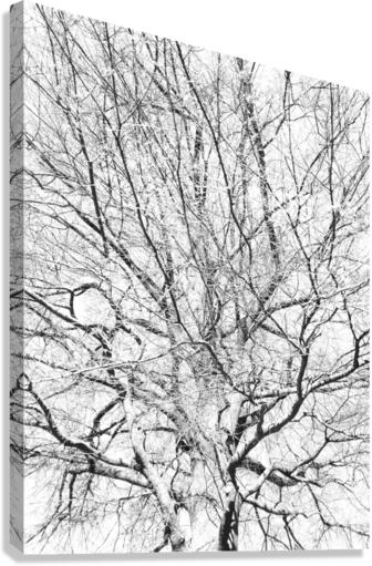 V150 Canvas Print