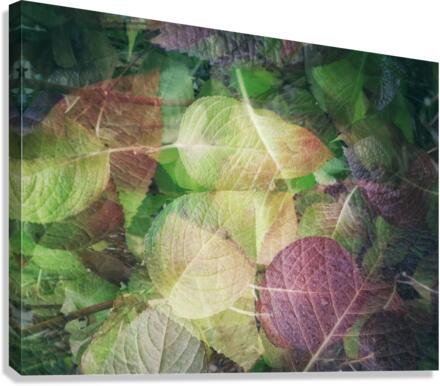 V152 Canvas Print
