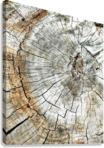 V153 Canvas Print