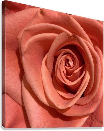 V172 Canvas Print