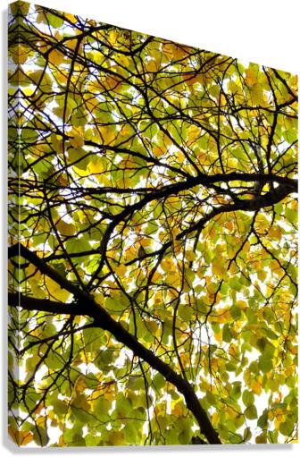 V173 Canvas Print