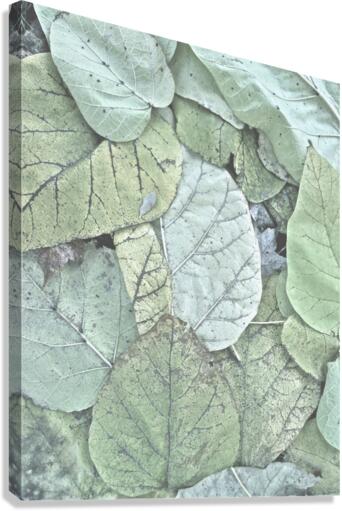 V182 Canvas Print
