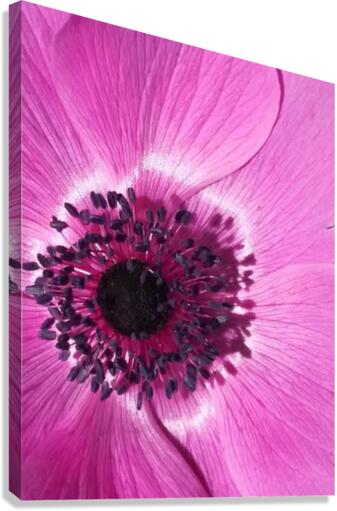 V183 Canvas Print