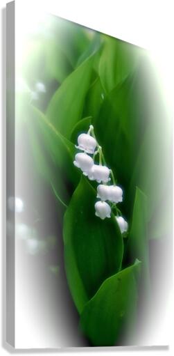 V184 Canvas Print