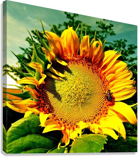 V186 Canvas Print