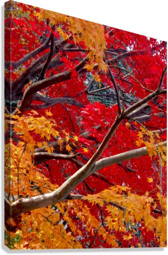 V187 Canvas Print