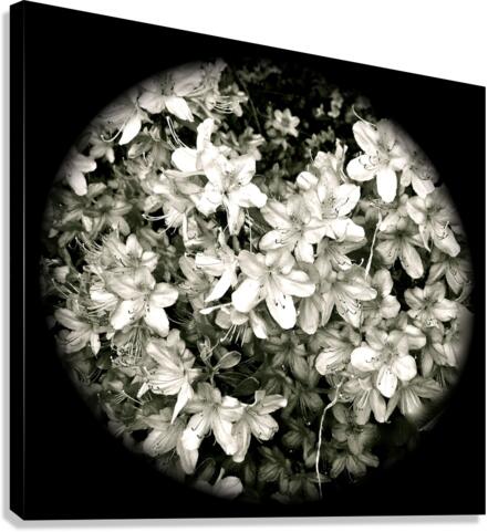 V188 Canvas Print