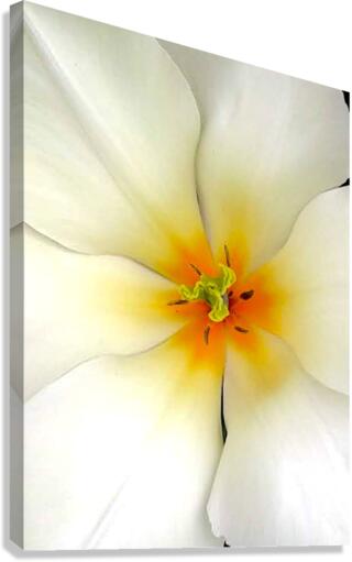 V189 Canvas Print