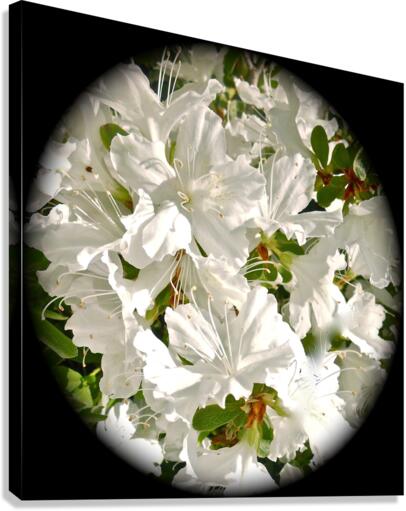 V190 Canvas Print