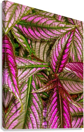 V191 Canvas Print