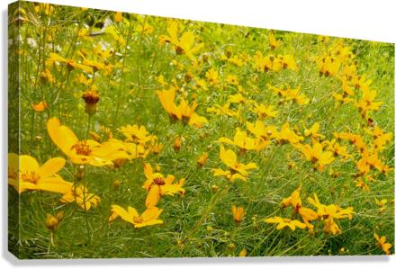 V192 Canvas Print