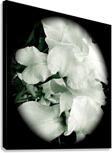 V193 Canvas Print