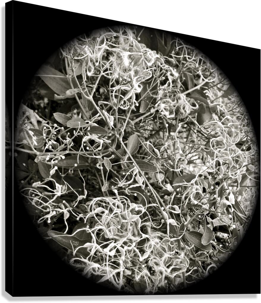V194 Canvas Print
