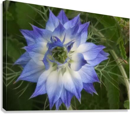V195 Canvas Print