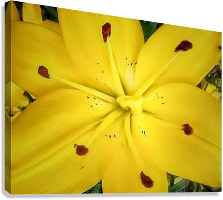 V198 Canvas Print