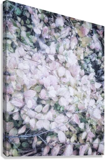 V199 Canvas Print