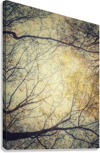 V200 Canvas Print