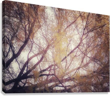 V201 Canvas Print