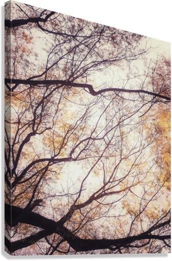V202 Canvas Print