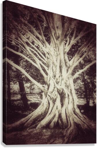 V205 Canvas Print