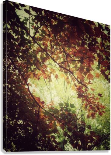 V206 Canvas Print